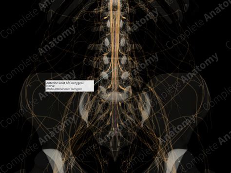 Anterior Root of Coccygeal Nerve (Left) | Complete Anatomy