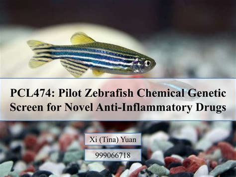 Zebrafish Chemical Screen For Novel Anti Inflammatory Drugs A