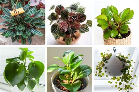 50 Stunning Peperomia Varieties You Will Love - Smart Garden Guide