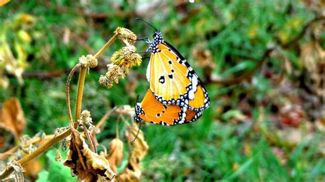 A Twin Butterflies Smithsonian Photo Contest Smithsonian Magazine