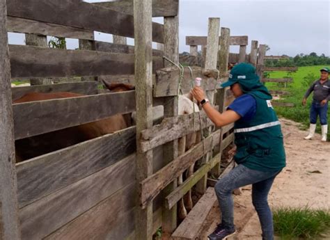 Senasa Ganader A Familiar De Ucayali Se Beneficia Con Campa A De