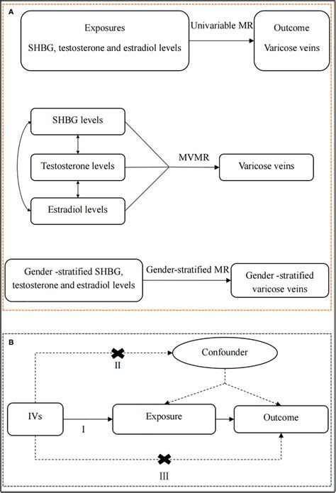 Frontiers Sex Hormone Binding Globulin Exerts Sex Related Causal