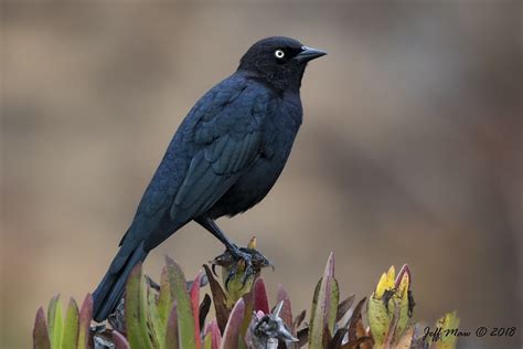 Brewer S Blackbird Euphagus Cyanocephalus Photo Call And Song