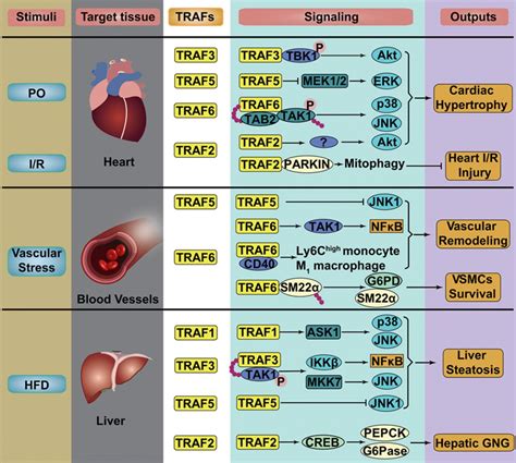 Reprogramming Innate Immune Signaling In Cardiometabolic Disease