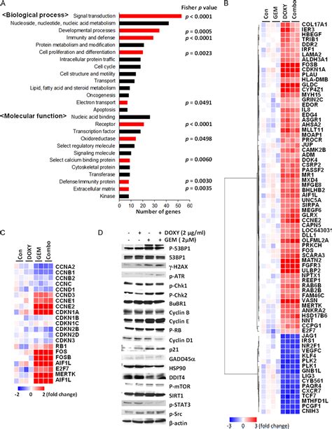 Figure From Doxycycline Potentiates The Anti Proliferation Effects Of