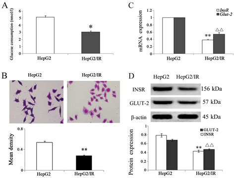 Insulin Resistance Contributes To Multidrug Resistance In Hepg Cells