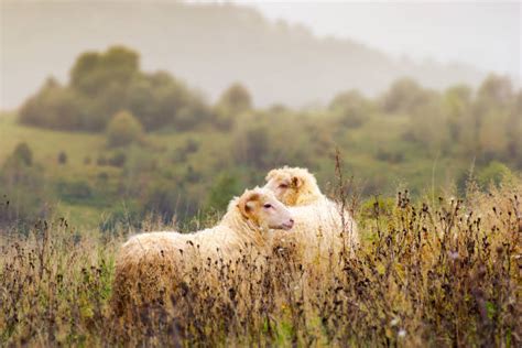 Top 60 Sheep Copulating Stock Photos, Pictures, and Images - iStock