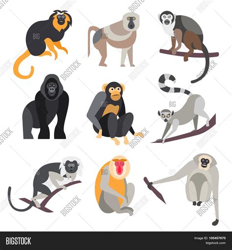 Set Apes Monkeys Vector And Photo Free Trial Bigstock