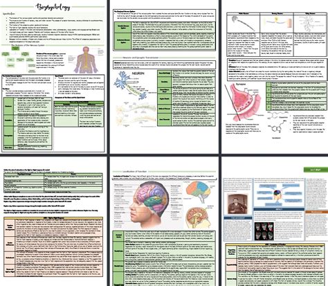 AQA A Level Psychology Biopsychology Revision Notes Teaching Resources