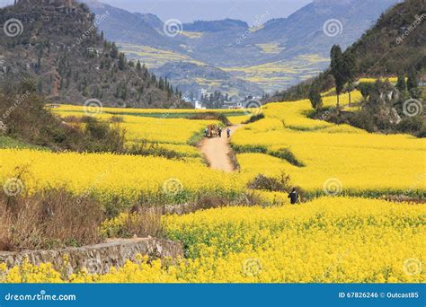 Rapeseed Flowers Of Luoping In Yunnan China Stock Photo Image Of