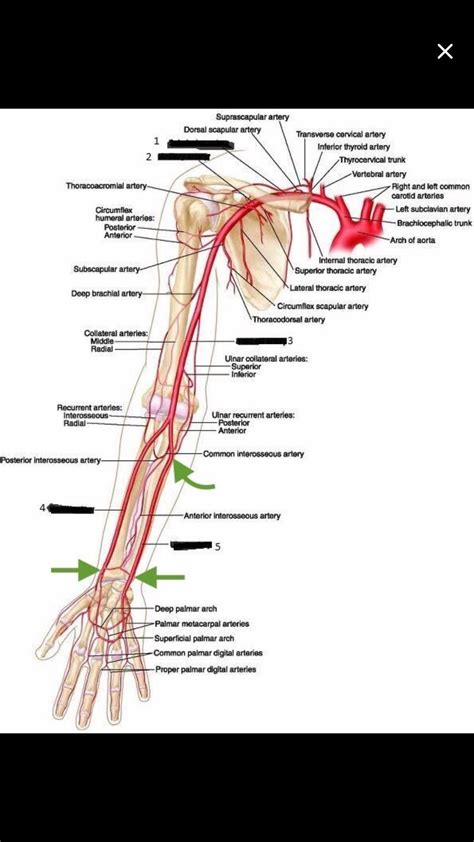 Upper Extremity Artery Anatomy