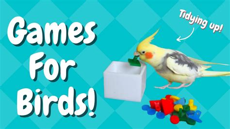 5 Games To Play With Your Bird BirdNerdSophie YouTube