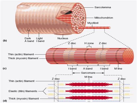 Bio 201 Muscular System Flashcards Easy Notecards