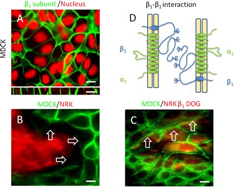 Atpase Pump Function - Na K Pump And Neurotransmitter Membrane Receptors Springerlink - Tanya Sye