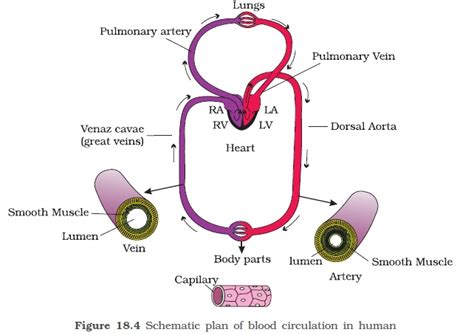 Download 19 Draw A Schematic Diagram Of Circulation Of Blood In Our Body