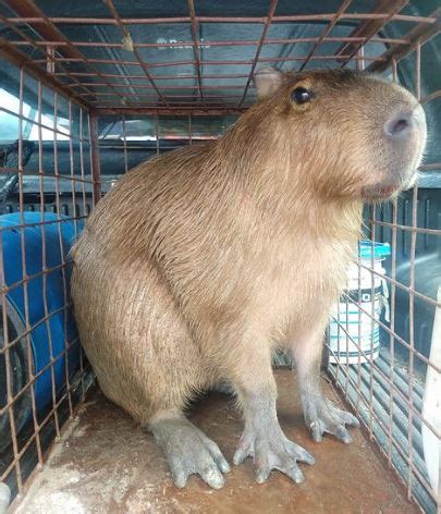 Patrulha Ambiental Resgata Capivara Na Praia Do Leblon Super R Dio Tupi