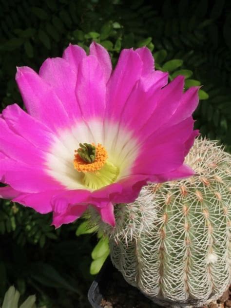 Echinocereus Rigidissimus Arizona Rainbow Cactus World Of Succulents