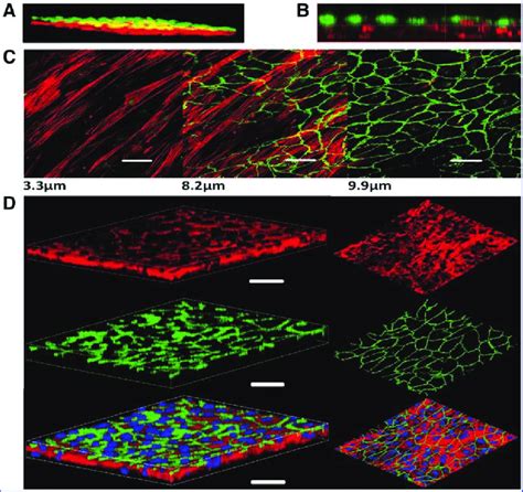 Three Dimensional Reconstruction Of The 3D SW CC On Day 7 A Confocal