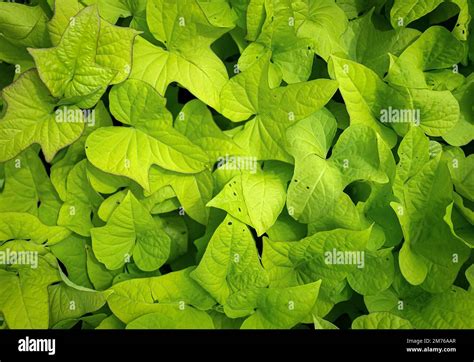 Sweet Potato Ipomoea Batatas Leaves Background Sweet Potato Leaves