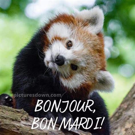 Humour Bon Mardi Image Petit Panda Picturesdown