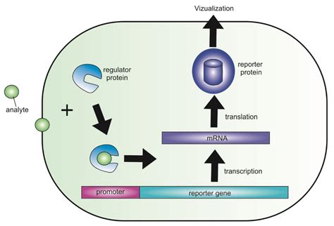 Biomedicines Free Full Text Genetically Encoded Fluorescent