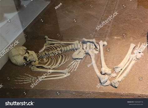 Photo Oldest Human Skeleton Stock Photo 1568580718 | Shutterstock