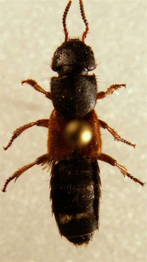 R F Insecta Coleoptera Staphylinidae Platydracus