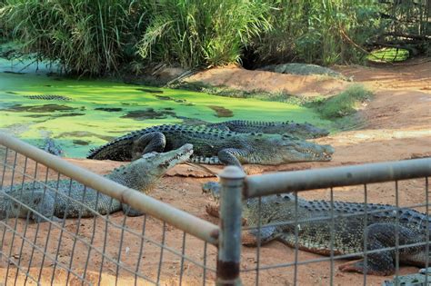 Malcolm Douglas Crocodile Park Aus Ferienwohnungen Ferienh User Und