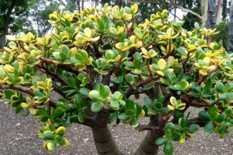 Otto Regole Per Un Albero Di Giada Bellissimo Ecco Quali Sono