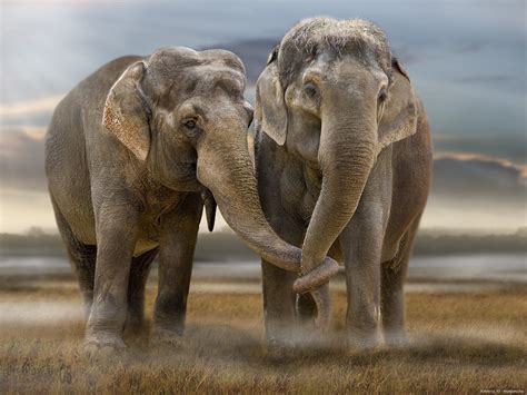 Fondos de Pantalla Elefantes Animalia descargar imagenes