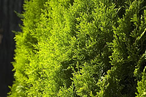 Green Macro Background Featuring Thuja Tree Branch And Leaves Photo And