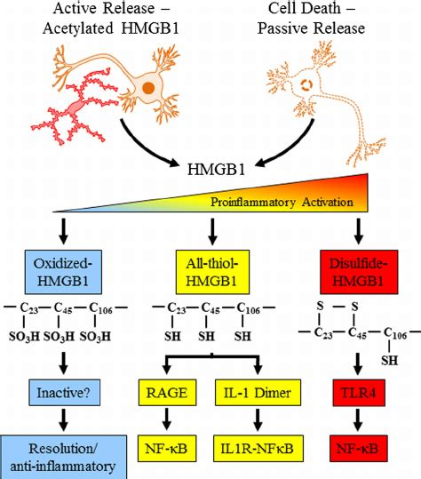 High Mobility Group Box 1 HMGB1 Is Actively And Or Passively