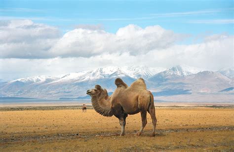 15 Breathtaking Photos Of The Russian Steppe Russia Beyond