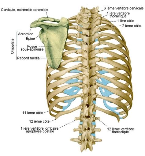 Cours de Médecine Anatomie PCEM1 Ostéopathie Le Tronc Thorax