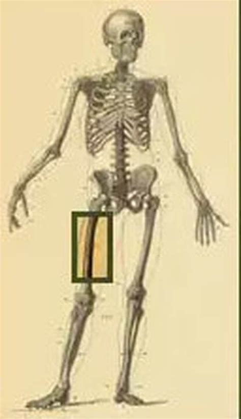 Pin on O MAIOR OSSO DO CORPO HUMANO