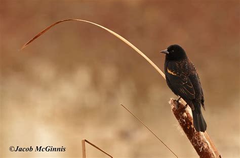 Non Breeding Male Red Winged Blackbird Agelaius Phoeniceu Flickr