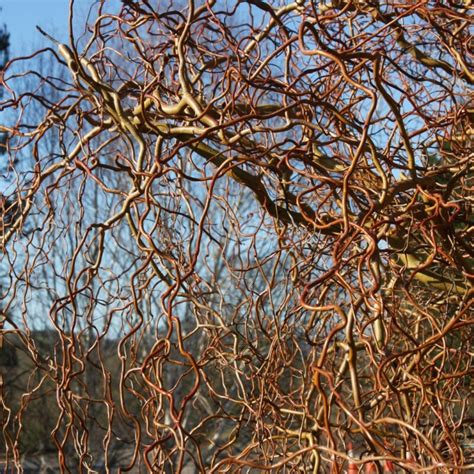 Salix Erythroflexuosa Golden Curls Frank P Matthews Ornamental Tree