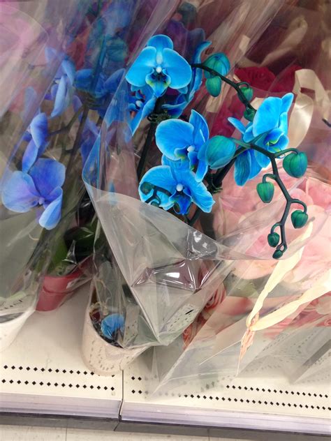 These Orchids Look Straight Out Of Breath Of The Wild Rbreathofthe