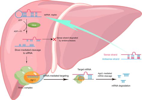 Representation Of The Production And Mechanism Of Sirna Mediated Gene