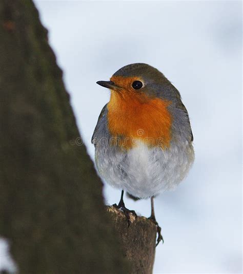 Christmas Winter Robin On Icy Snowy Ground Stock Photo Image Of