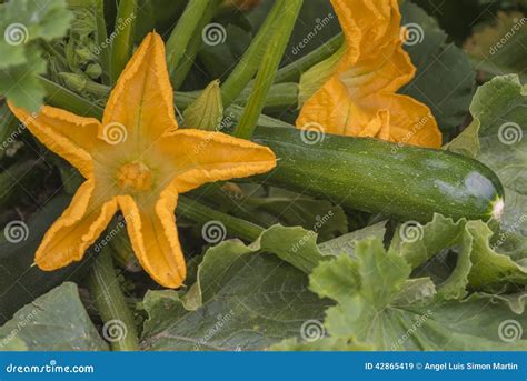 Zucchini Plant with Flowers and Fruits Stock Image - Image of diet, squashes: 42865419