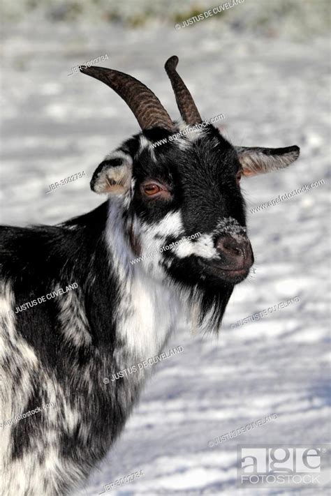 West African Dwarf Goat Capra Hircus In The Snow Stock Photo