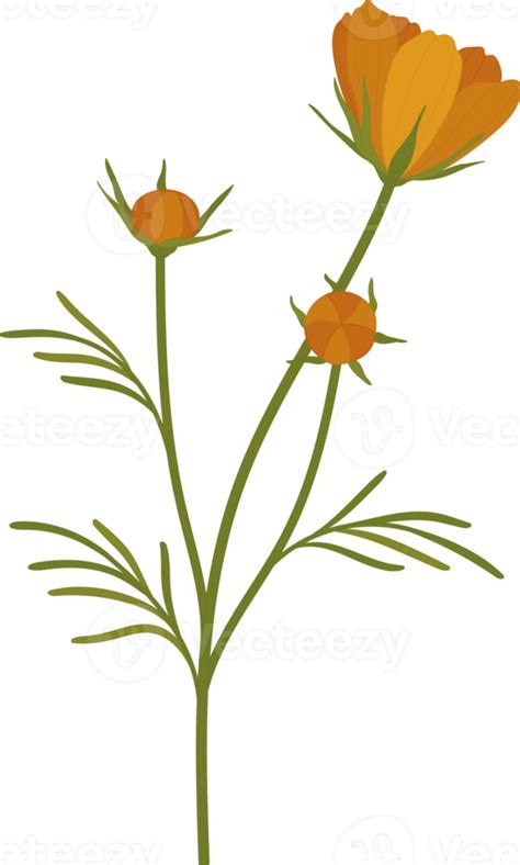 Orange Cosmos Flower Hand Drawn Illustration Png