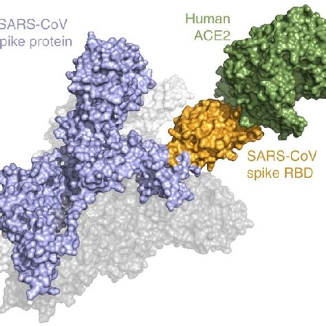 3d Atomic Scale Map Or Molecular Structure Of The Sars Cov 2 Spike