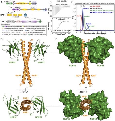 Biochemical And Structural Characterizations Of The Interaction Between