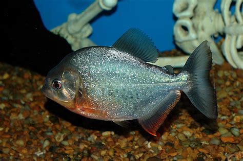 Piranha | Fun Animals Wiki, Videos, Pictures, Stories