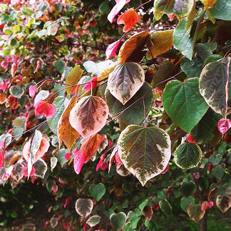 Carolina Sweetheart® Redbud For Sale The Tree Center