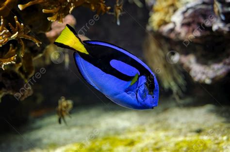 Paracanthurus Hepatus Blue جراح أسماك تحت الماء في البحر مع