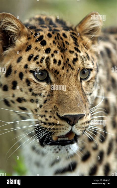 Amur Leopard Head Portrait Stock Photo Royalty Free Image 7675712 Alamy