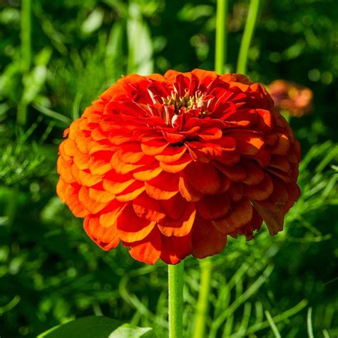 Orange King Zinnia Seeds American Meadows